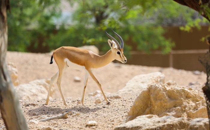 Arabian Gazelle | Al Ain Zoo Arabian Gazelle | Al Ain Zoo