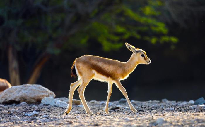 Arabian Gazelle | Al Ain Zoo Arabian Gazelle | Al Ain Zoo