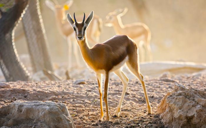 Arabian Gazelle | Al Ain Zoo Arabian Gazelle | Al Ain Zoo