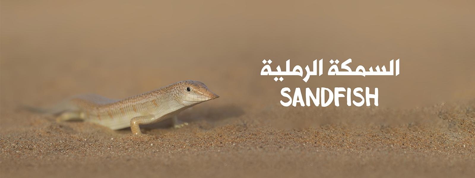 Sandfish banner