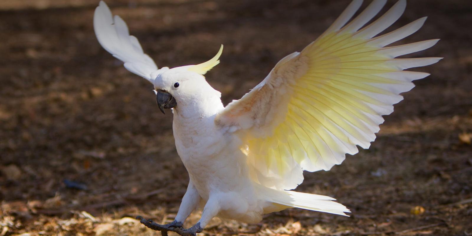 sulfur crested cockatoo screaming