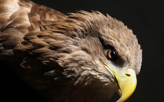 eagle