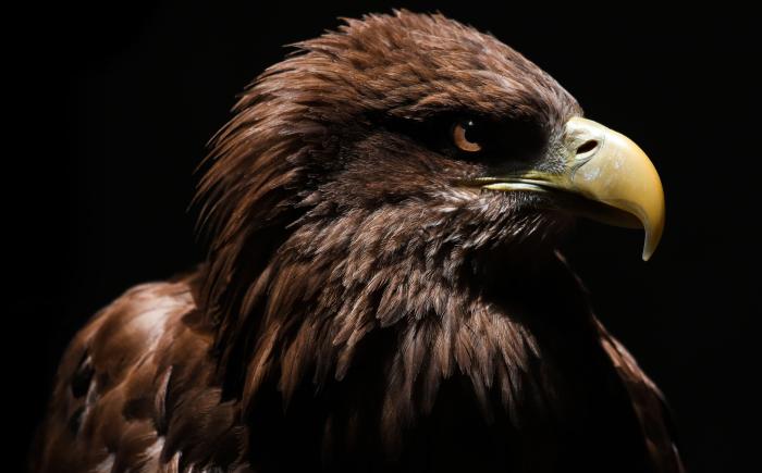 eagle3