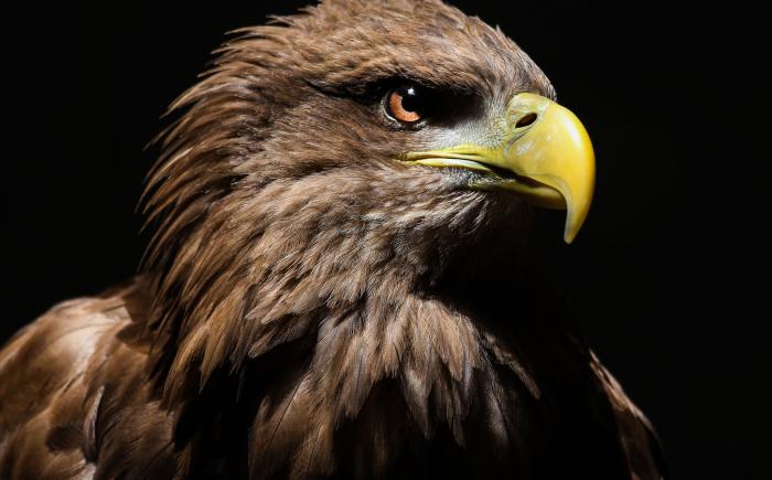 eagle2