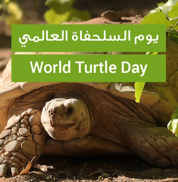 Turtle Day
