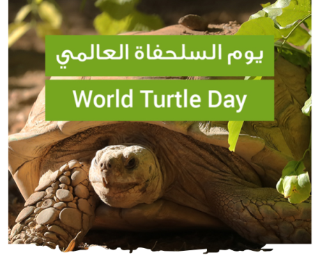 Turtle Day
